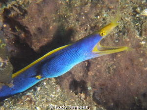 ribbon eel by Rudy Janssen 